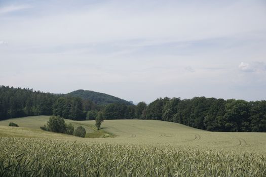 Golden grain field and Grossstein hill spotted near Ottendorf, Germany