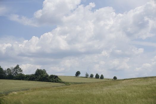 Idyllic grain field, blue sky with white clouds, small forest and single trees spotted in Saxon Switzerland