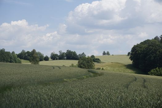 Hilly landscape with different types of grain and groves spotted near Ottendorf, Saxon Switzerland