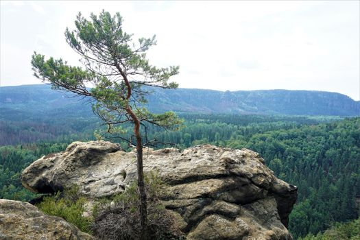 A single Scots pine on the viewpoint of the Kanzel mountain in Saxon Switzerland, Germany