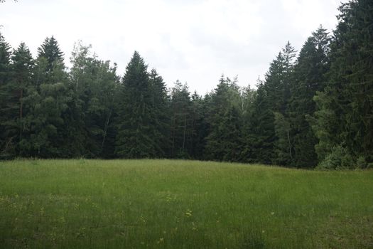 Very green meadow and forest in the Kirnitzschtal, Saxon Switzerland, Germany