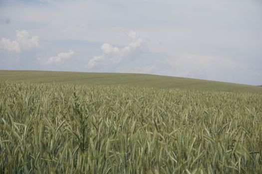 Grain field on a hill near the Vogelberg mountain in Saxon Switzerland, Germany