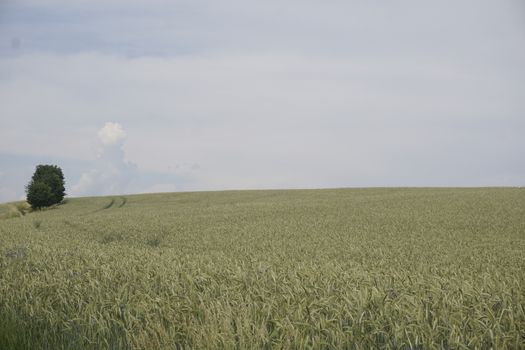 Grain field on a hill with tree near Ottendorf in Saxon Switzerland, Germany