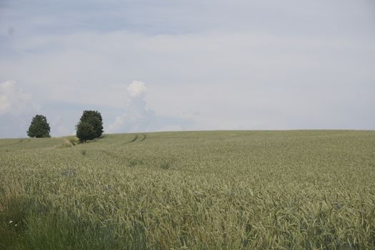 Grain field on a hill with two trees near Ottendorf in Saxon Switzerland, Germany