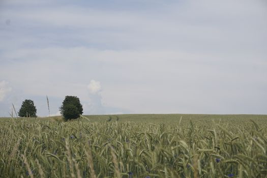 Grain field on a hill with two trees and cornflowers near Ottendorf in Saxon Switzerland, Germany