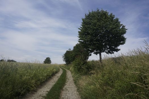 Idyllic path trough fields in Saxon Switzerland with trees on wayside and blue sky