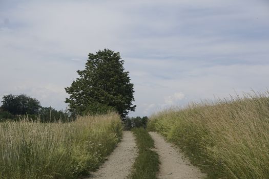 Idyllic dirt road trough fields in Saxon Switzerland with trees on wayside and blue sky