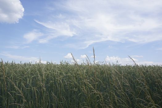 Idyllic grain field in front of blue sky with white clouds