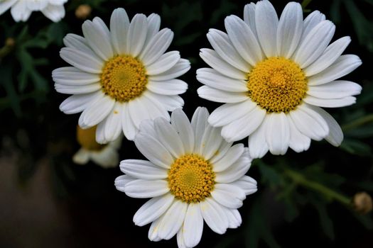 Three blossoms of a Leucanthemum vulgaris plant close up