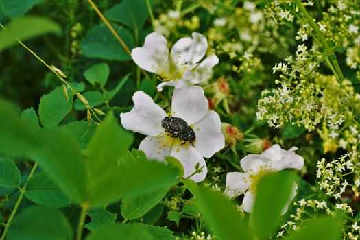 Two White Spotted Rose Beetles copulating on a Rosa canina blossom