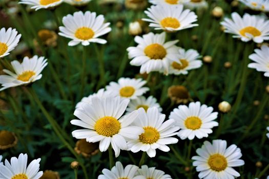 Field of Leucanthemum vulgaris blossoms - ox eye daisies