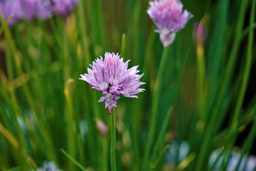 Pink blossom of Chives - Allium schoenoprasum plant