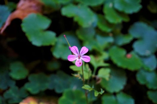 Geranium robertianum spotted in the Odenwald forest near Zwingenberg, Germany