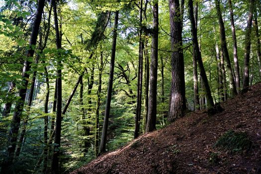 Mystic Odenwald forest on golden october day