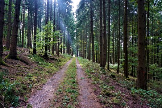 Pathway in the forest on sunny day in fall