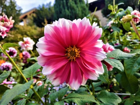 Beutiful pink blossom of Asteroideae family spotted in a cottage garden