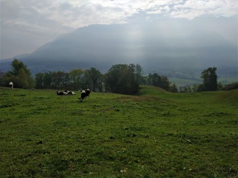 Idyllic view over a meadow with cows in Hinderschloss, Liechtenstein