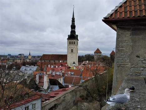 View to church of St Nicholas' with gull sitting on town wall of Tallinn, Estonia