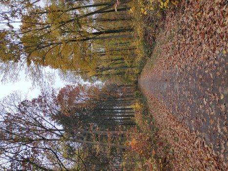 Forest way in the automn covered with leafs