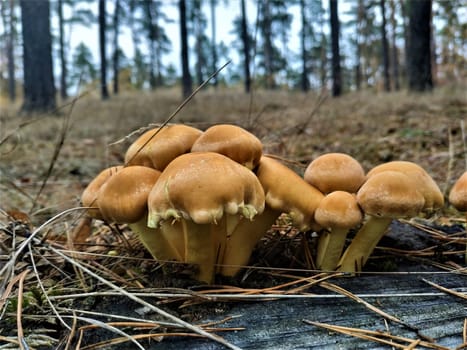 Group of brown mushrooms spotted in the forest during a walk