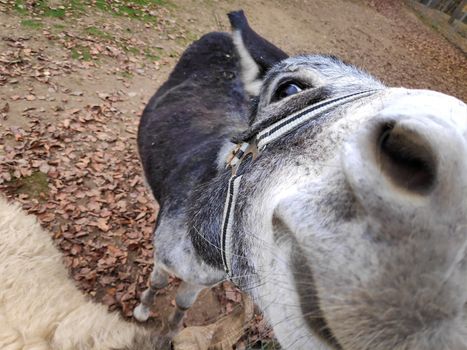 Donkey coming very close to the camera on a farm