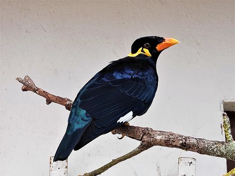 Common hill myna sitting on a branch in front of a wall