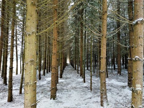 Snowy forest in the winter near Rottweil, Germany