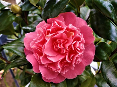 A pink Camellia Japonica blossom and green leaves