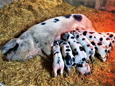 Bentheim Black Pied pig lactating piglets in the straw
