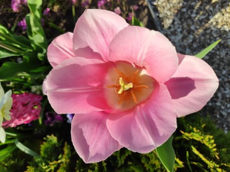 The inside of a soft pink tulip blossom in the sun