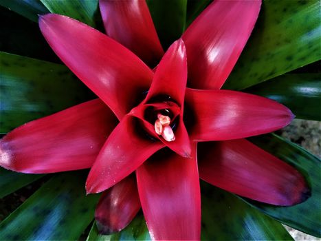 The red heart of a bromeliad plant with tiny blossoms