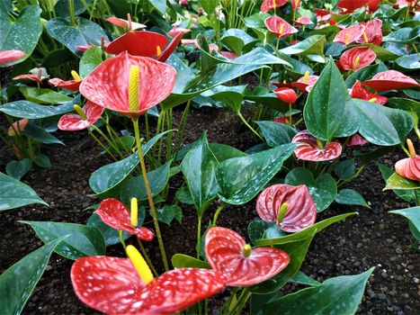 Field of beautiful red Anthurium flamingo flowers with yellow spadices