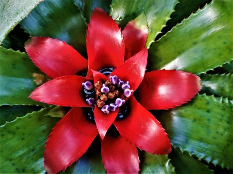 The red heart of a Bromeliaceaeplant with purple blossoms