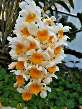 Blooming Dendrobium thyrsiflorum with large blossoms spotted in a greenhouse