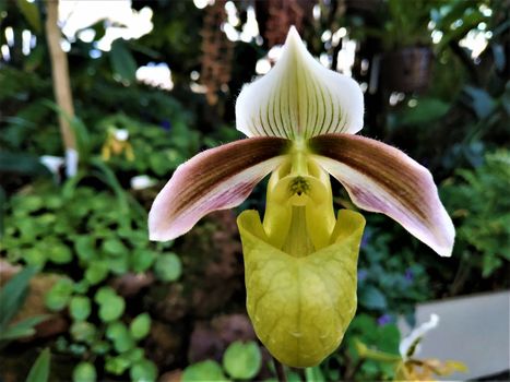 Close-up of the unusual blossom of a Paphiopedilum hybride orchid