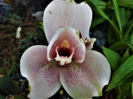 Beautiful Angulocaste Olympus Magnolia blossom spotted in a greenhouse