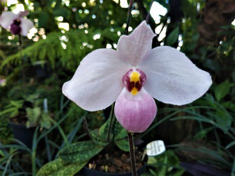 Paphiopedilum delenatii blooming with shade of pink on slipper