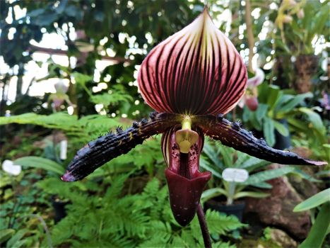 The impressive and almost black blossom of a Paphiopedilum vinicolor orchid