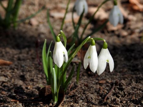 Beautiful spring forest snowdrops close-up