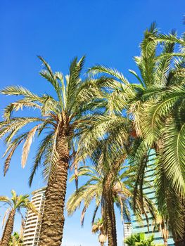 Palm trees on the beach in summer in Barcelona, nature and travel scene