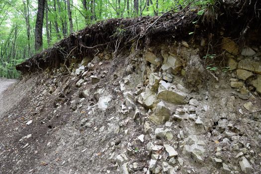 A slice of soil in a mountain forest. Plants on the rocks.