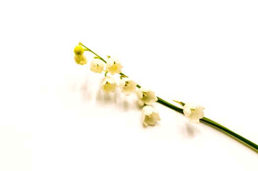 Sprig of lily of the valley flowers, isolated on white background. May 1, symbol of Labor Day