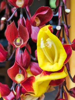 Thunbergia mysorensis, branch with several flowers and beautiful yellow flower in close-up.