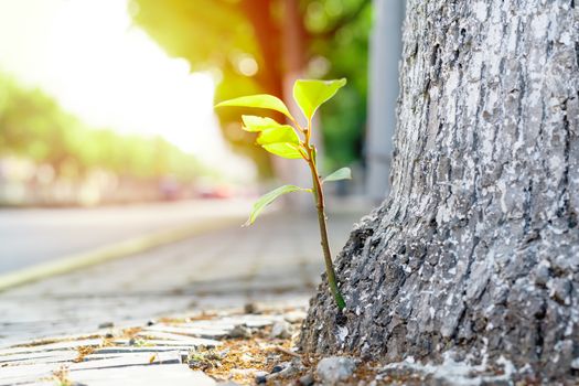 new life, new born green leave growth on the old tree, summer concept