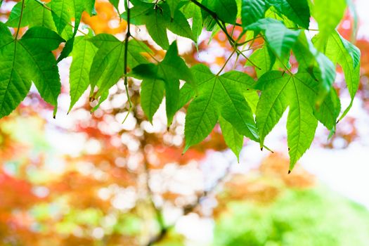 green leaf tree with red and yellow leaf backgrounds and texture concept