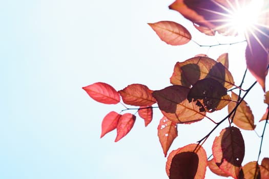 Fall in the forest. spring tree with red leaves and rays of sun light