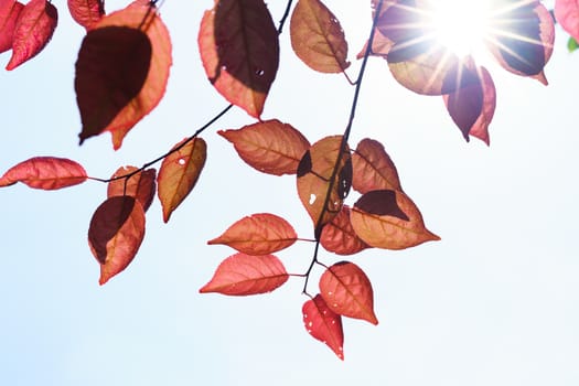 Fall in the forest. spring tree with red leaves and rays of sun light