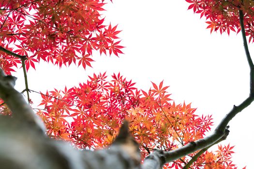 low angle view of red maple leaf tree, backgrounds and texture concept