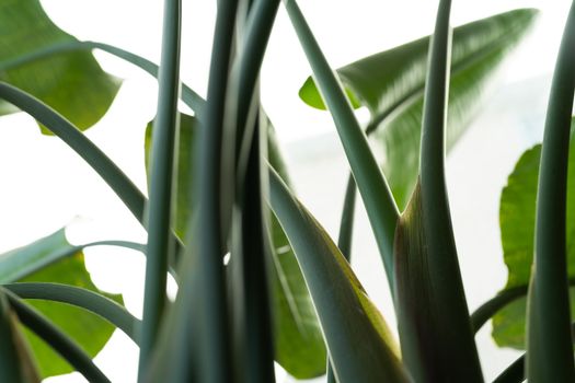 banana leaf low angle view, tropical nature forest texture background.