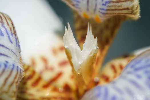 Macro photo of the pistil of an neomarica gracilis flower with some water drops